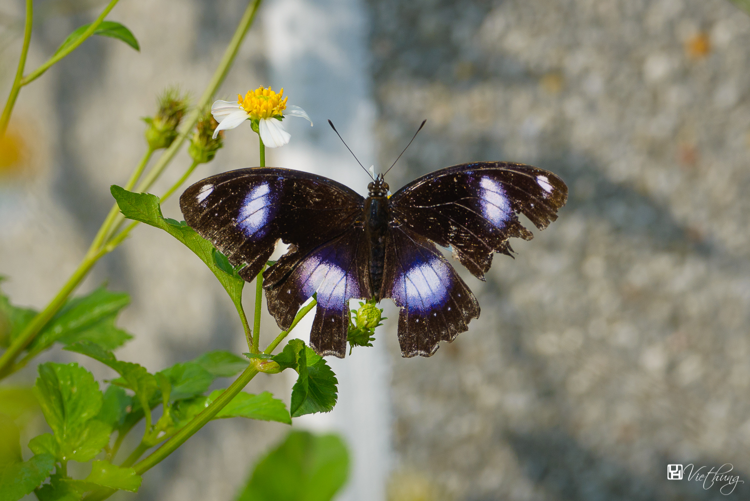 Blue Moon Butterfly