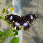 Blue Moon Butterfly