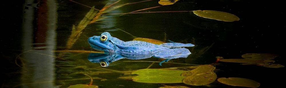 Blue Moor Frog