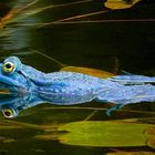 Blue Moor Frog