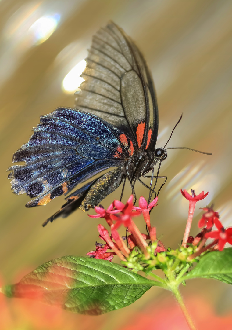 Blue Mormon....