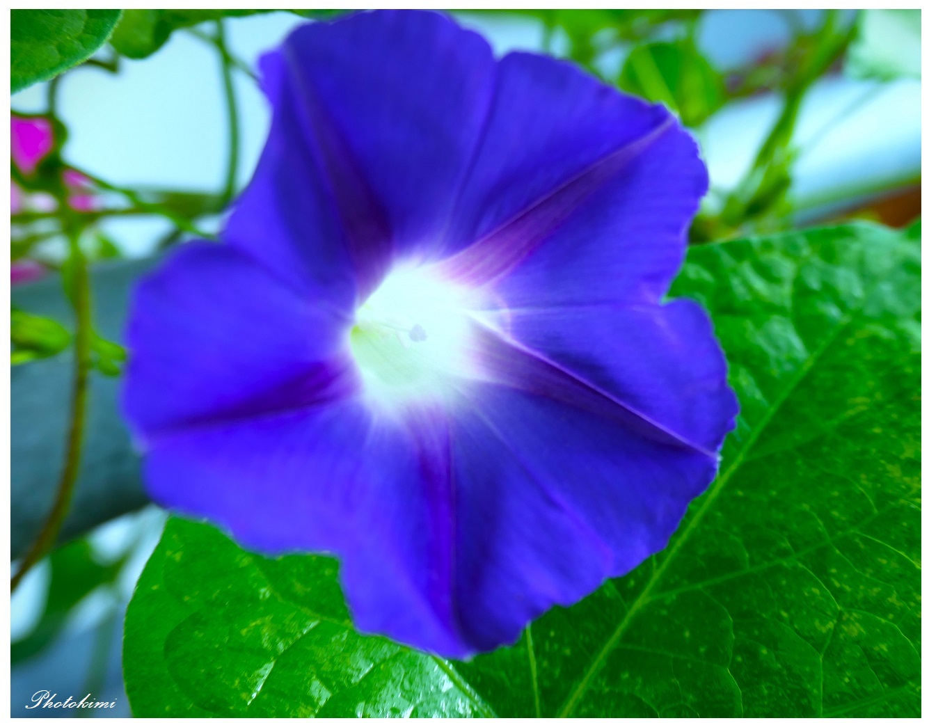 blue morning glory