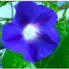 blue morning glory