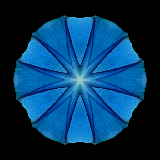 Blue Morning Glory II