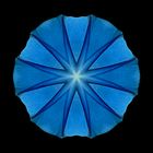 Blue Morning Glory II
