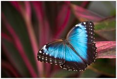 Blue Morpho ....