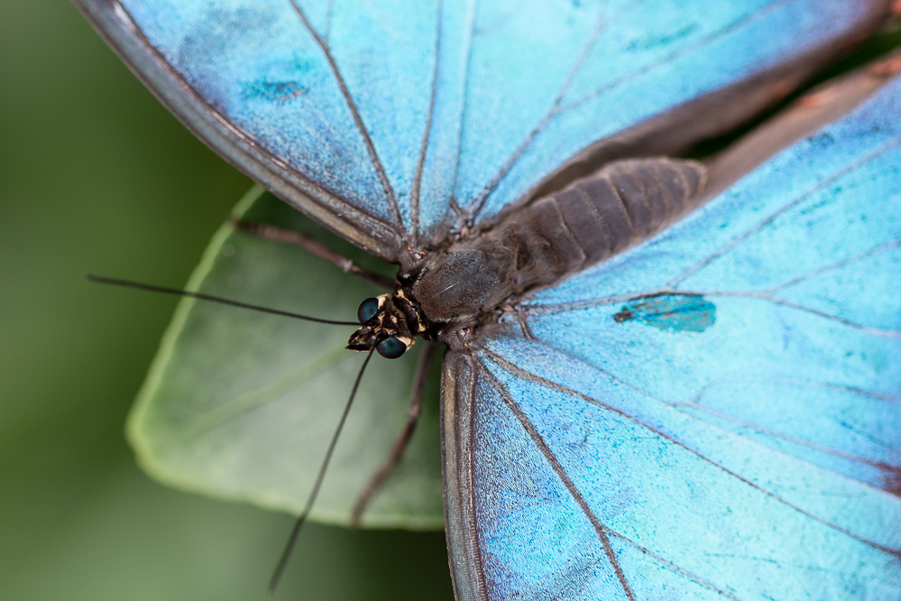 Blue Morpho 2, London