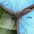 Blue Morpho 2, London