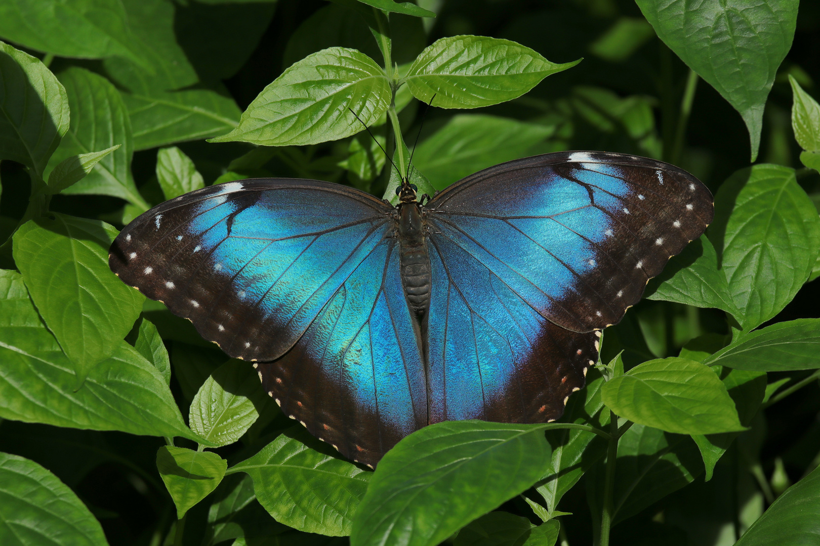 Blue Morpho