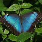 Blue Morpho