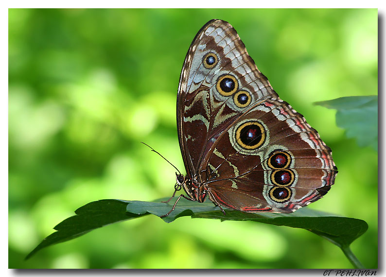 Blue Morpho