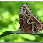 Blue Morpho