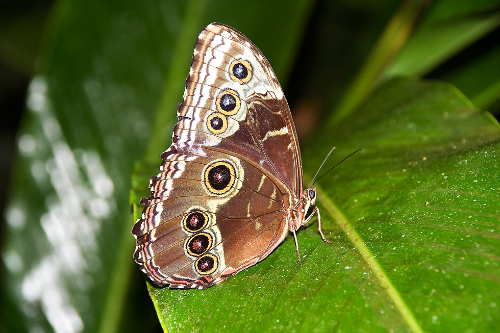 Blue Morpho