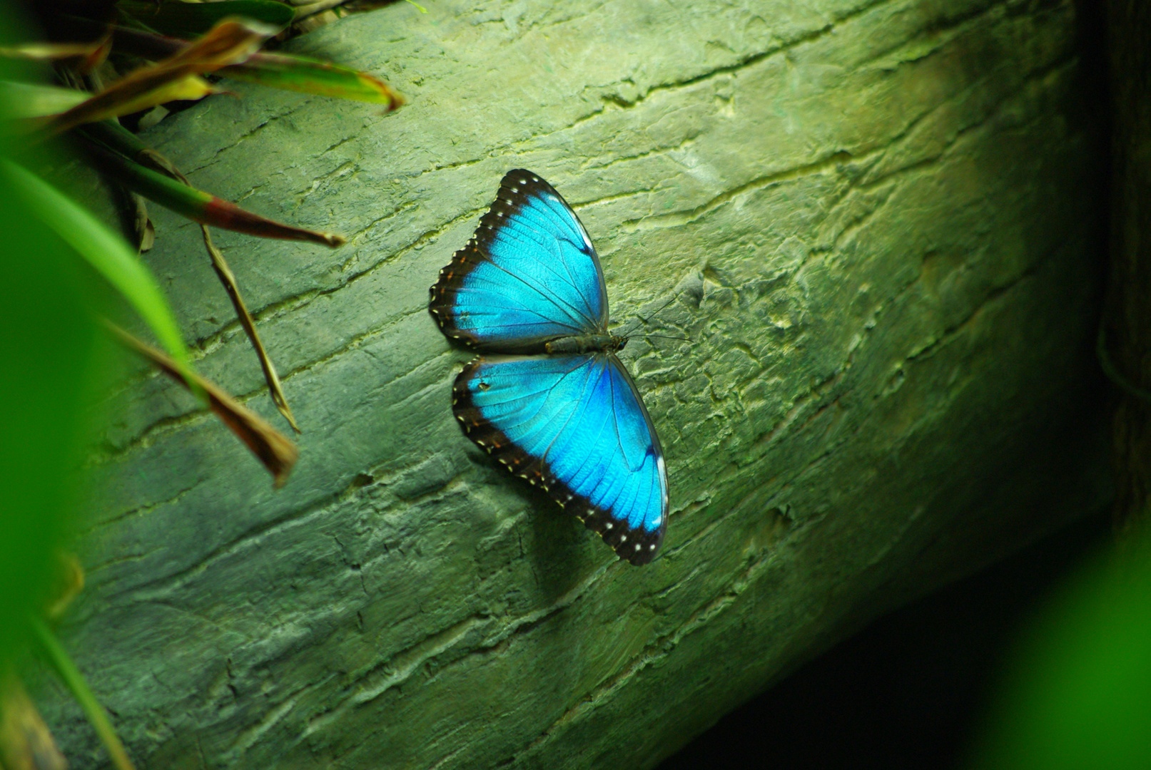 Blue morpho