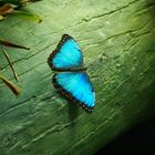 Blue morpho