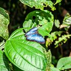 Blue Morpho...