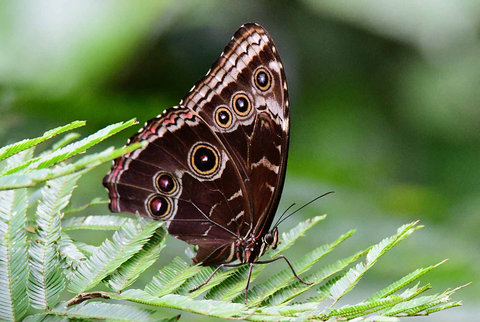 Blue Morpho