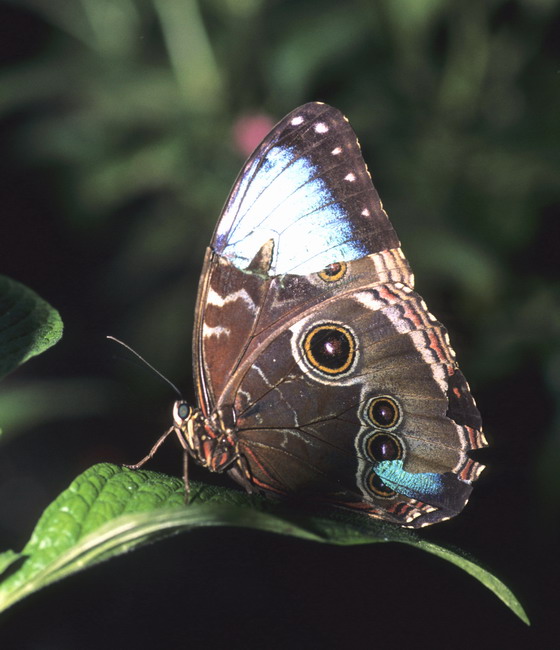 Blue Morpho, a bit the worse for wear