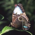 Blue Morpho, a bit the worse for wear