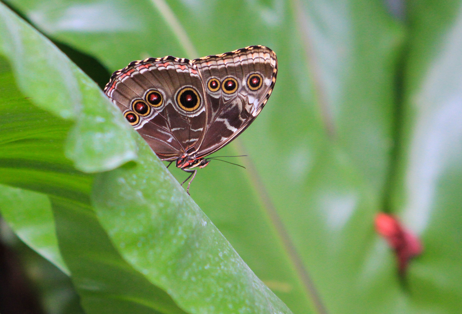 Blue Morpho