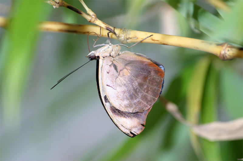 Blue Morpho