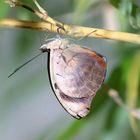 Blue Morpho