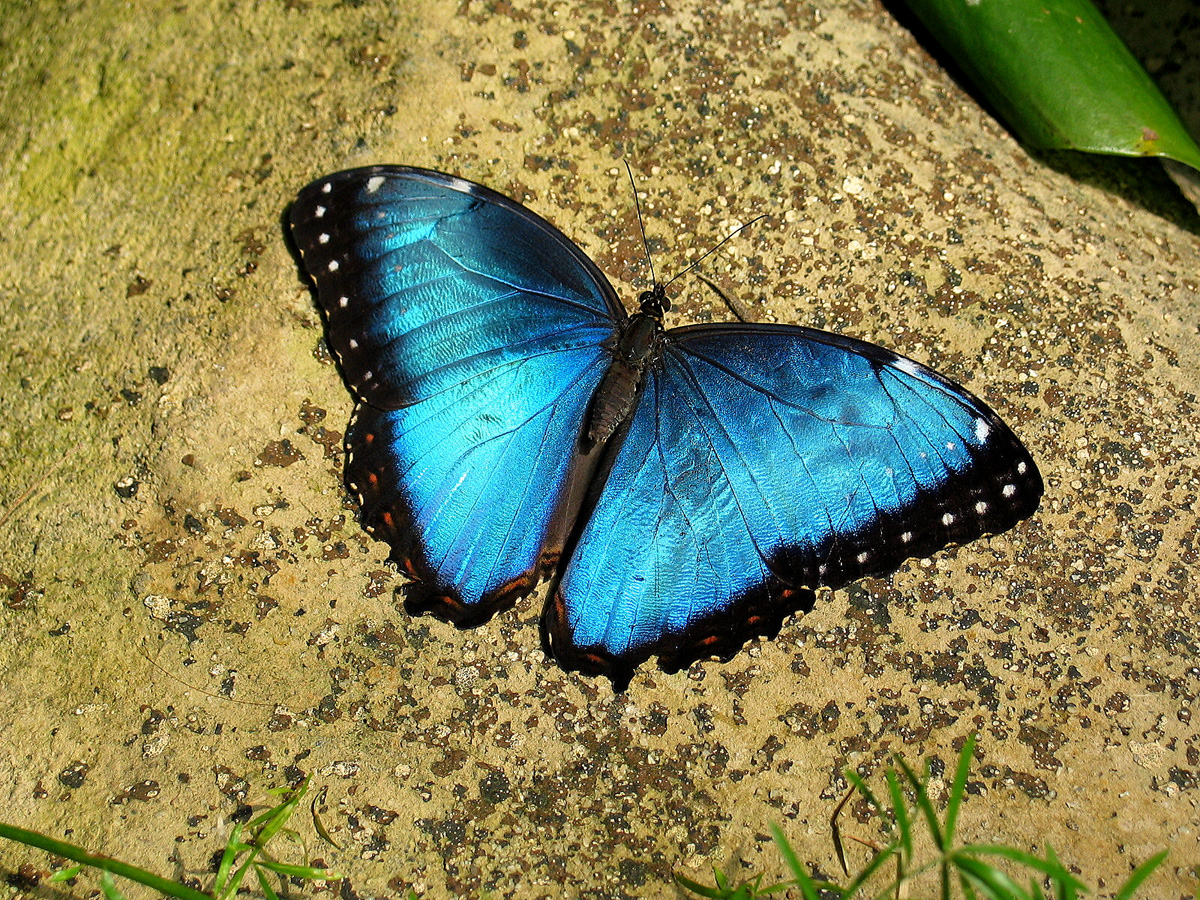 Blue Morpho