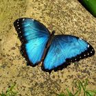 Blue Morpho