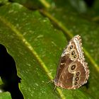 Blue Morpho