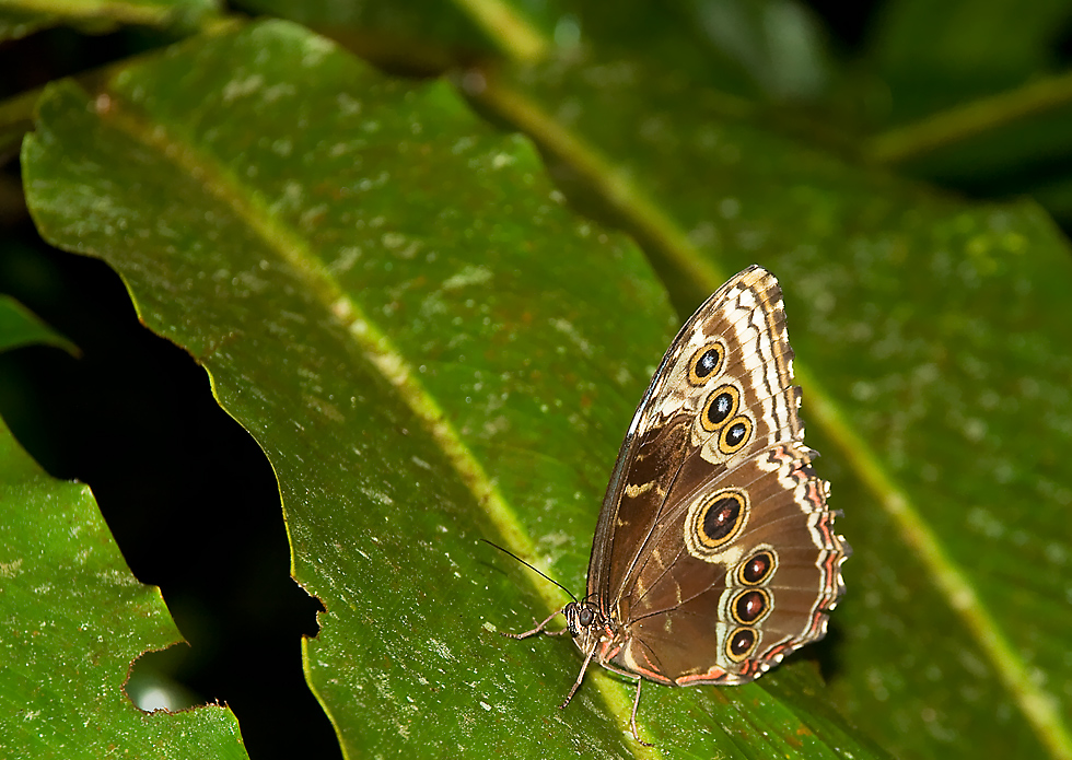 Blue Morpho