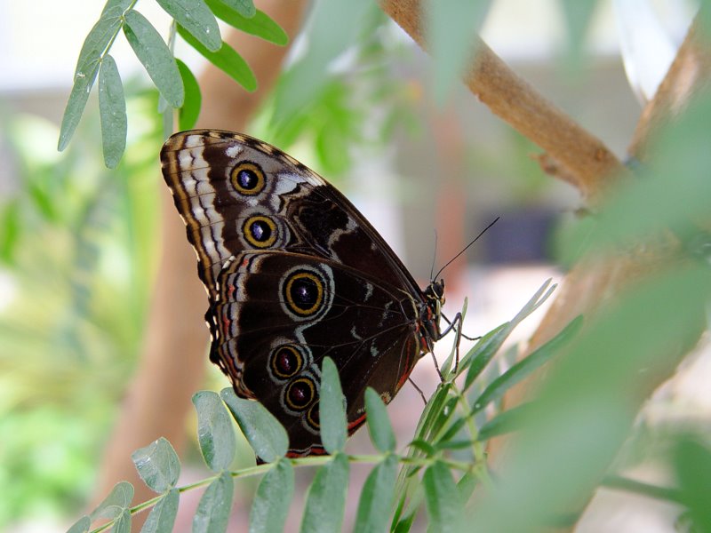 Blue Morpho Butterfly