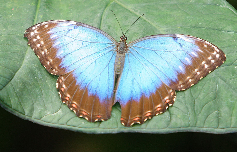 Blue Morpho