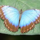 Blue Morpho