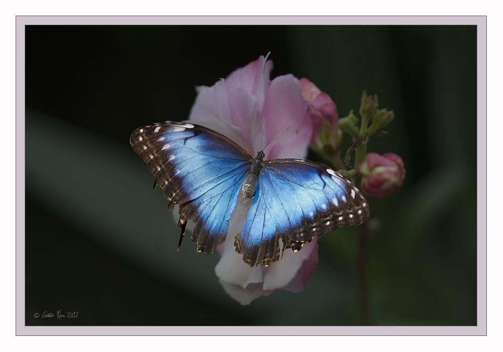 Blue Morpho - Himmelsfalter