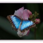 Blue Morpho - Himmelsfalter