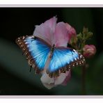 Blue Morpho - Himmelsfalter