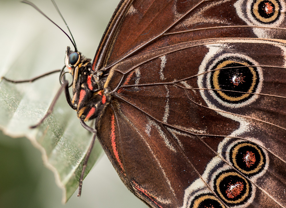 Blue Morpho, London