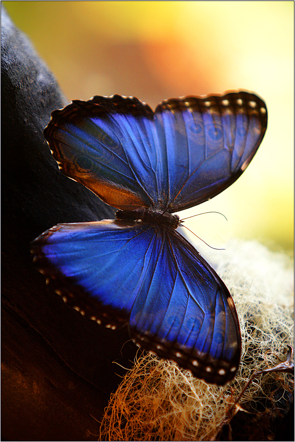 blue morpho / morpho helenor (64-78 mm)