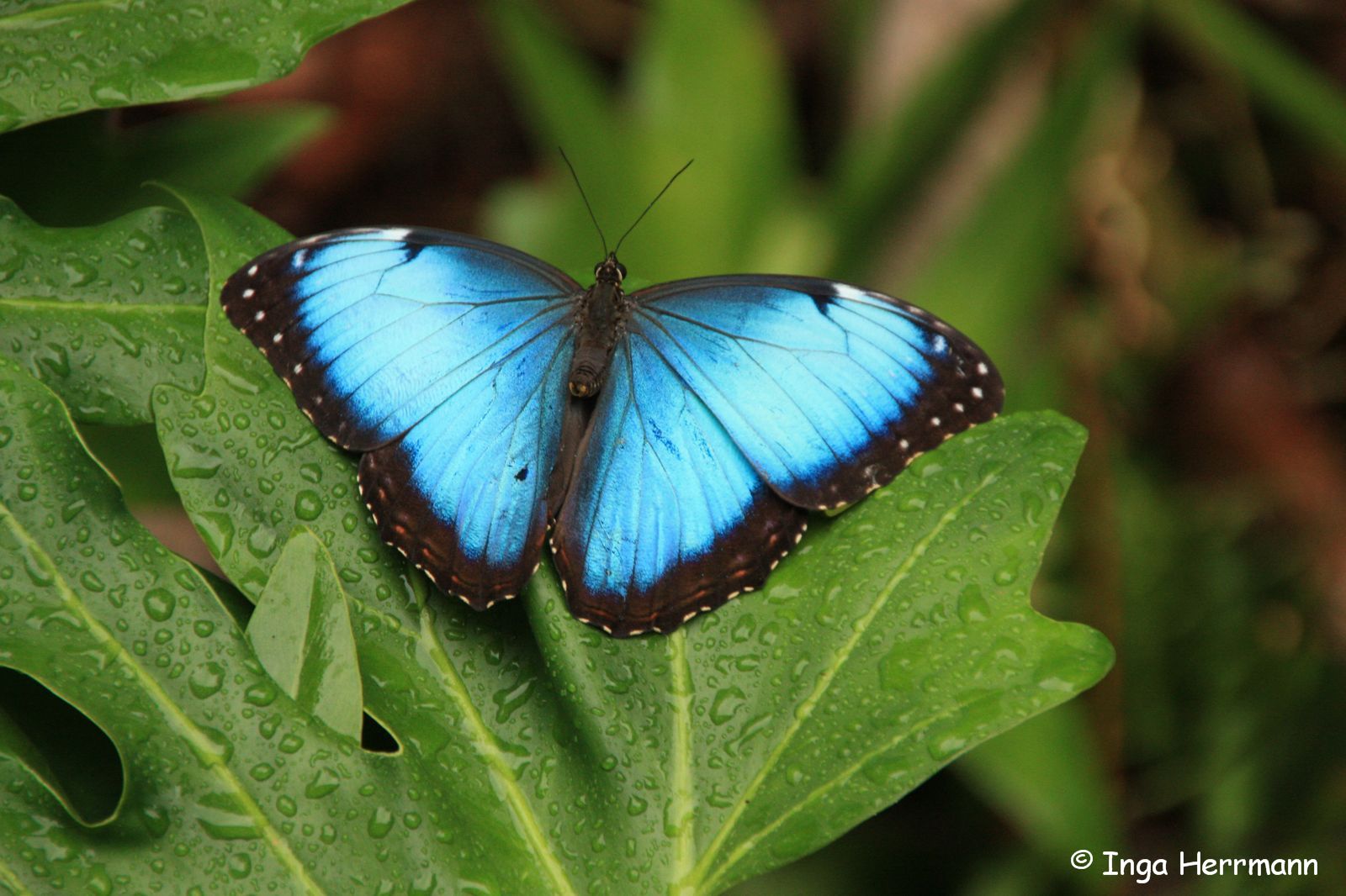 Blue Morpho (Morpho helenor narcissus)