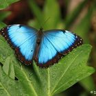 Blue Morpho (Morpho helenor narcissus)