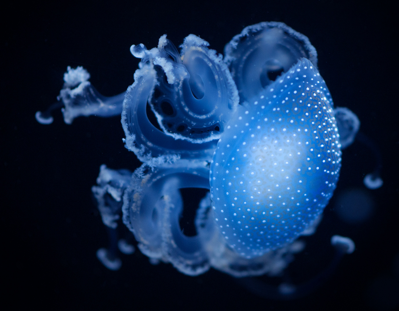 Blue Motion Jellyfish