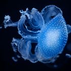 Blue Motion Jellyfish