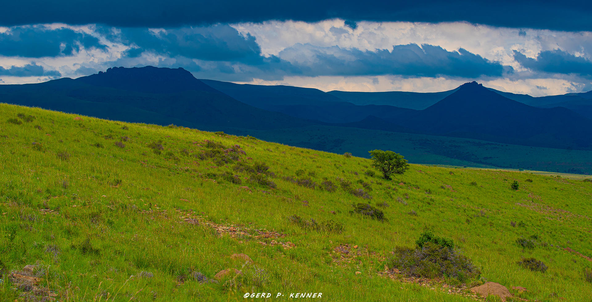 (Blue) Mountain Zebra National Park 