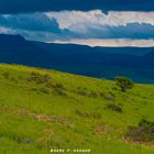 (Blue) Mountain Zebra National Park 