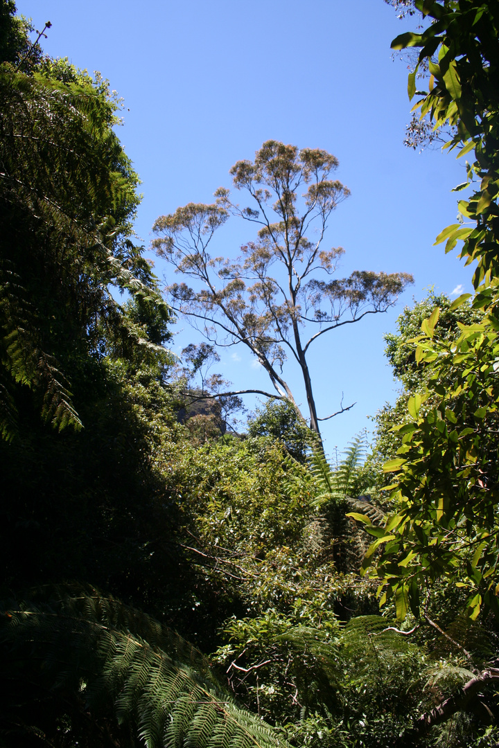 Blue Mountains