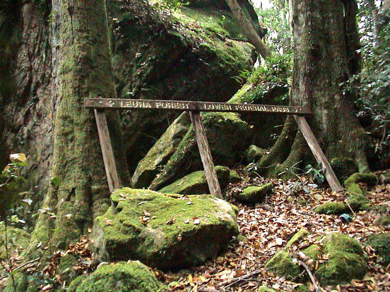 Blue Mountains - Leura Forest