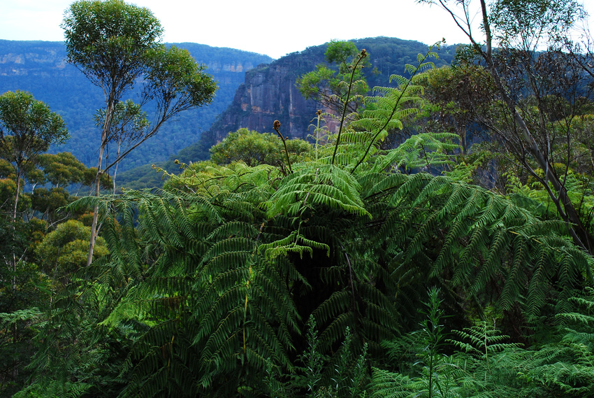 Blue Mountains3