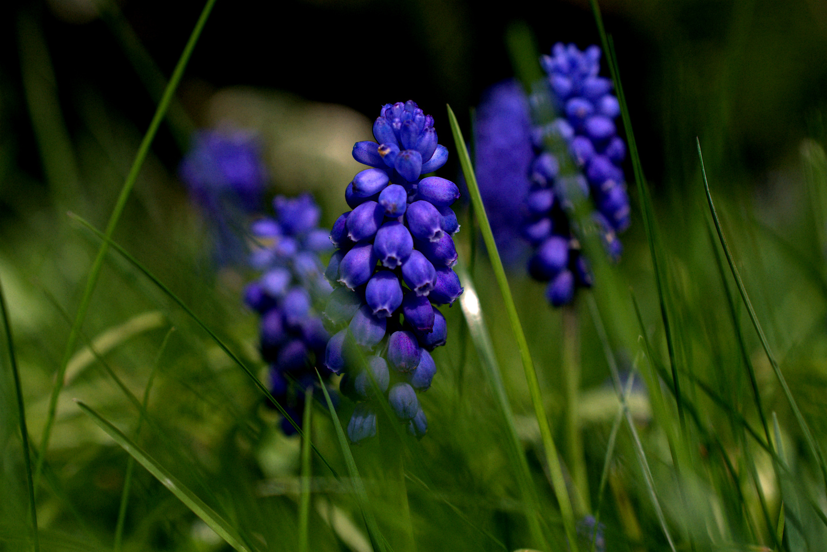 Blue Muscari