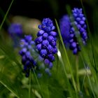 Blue Muscari