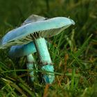 blue mushroom